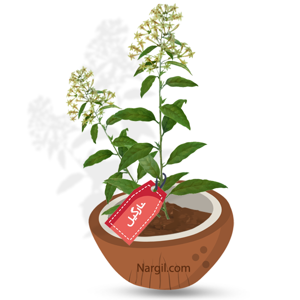 Nargil_Cestrum Parqui